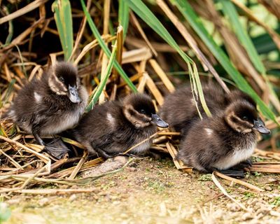 Rare maccoa ducklings hatch at Chester zoo for first time