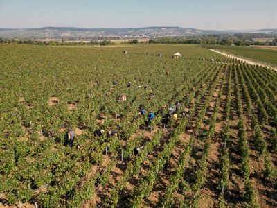 French Champagne Makers Face Prison In Human Trafficking Trial
