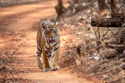 Indian tigress dies after long battle with bone cancer