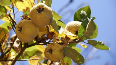 How to grow quince – for unique fragrant fruits and ornamental, easy-to-grow trees