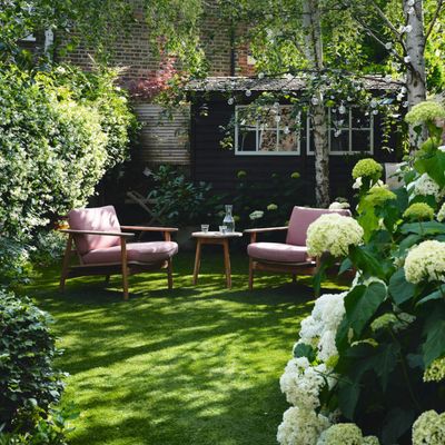 Where to plant hydrangeas – get these three things right and your shrub will thrive