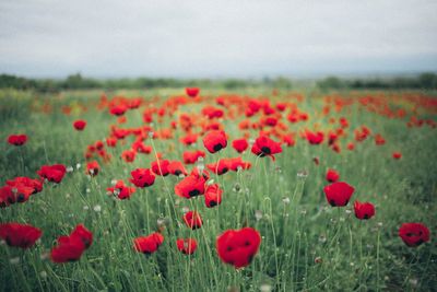 7 Low-Maintenance Flowers That Thrive With Little Water