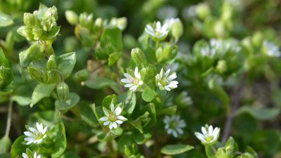 How to get rid of white flower weeds on lawns – 5 common blooms to find growing in grass and expert ways to banish them