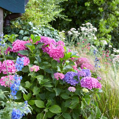 8 plants that will repel snails and slugs – experts approved planting choices to stop them destroying your flower beds