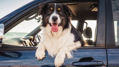 How to remove dog hair from your car (and prevent it for good!)