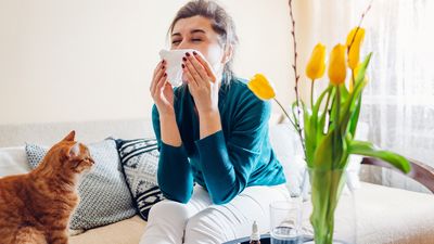 Your pets could be making your hay fever worse – here’s what to do about it
