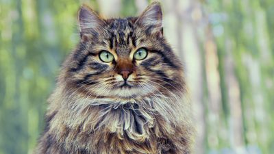 Siberian Forest cats aren’t just about the neck ruffle