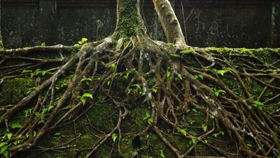 Plants have a secret, second set of roots deep underground that scientists didn't know about