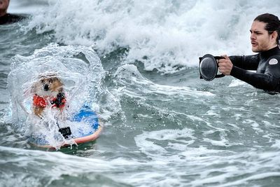 Photos of top surfing dogs catching waves at Huntington Beach