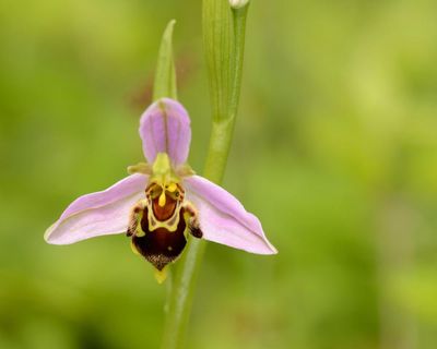 Country diary: A bumper year for orchids – the meadow is brimming with them