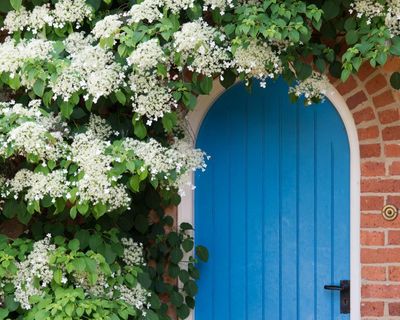 10 of the best climbing plants for your garden, from honeysuckle to sweet pea