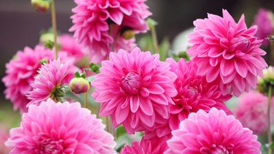 What never to grow with dahlias – 5 types of plants that can hinder their performance if kept too close
