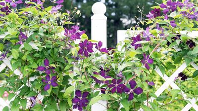 How to support garden plants as they grow – expert tips for flowering climbers, vining veggies, large perennials, and more