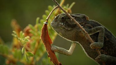 Nat Geo's new wildlife series Planet Weird premiere tonight