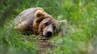 If a bear tipped my $3,000 camera into a lake, I know exactly what I’d buy to replace it…