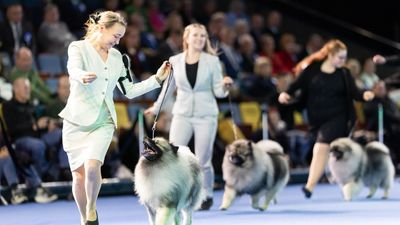World Dog Show 2025: Our ultimate guide