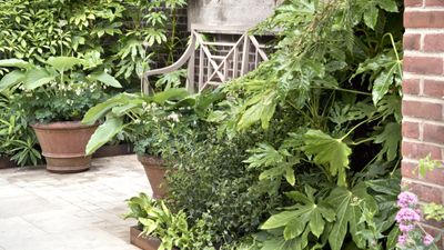 Plants that never need pruning, ever – 5 expert picks for a high-impact, low-maintenance garden