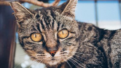 I ditched my pricey full-frame camera and downsized for a year – here are 5 lessons learnt