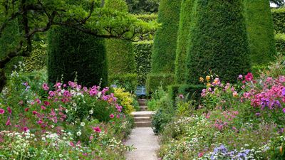 6 flowers that are most at risk from a heatwave – and how to keep them happily blooming even when temperatures soar