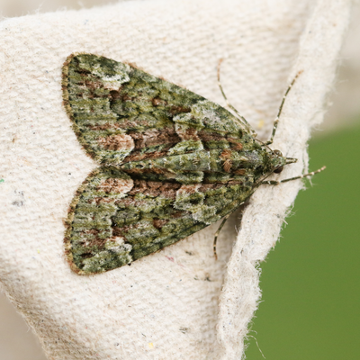 Banish carpet moths from your home this summer – 5 easy methods to get rid of them and stop them coming back