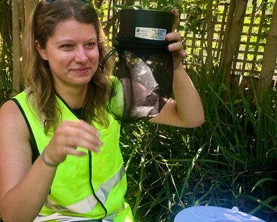 Why Dr Paris uses her bare arms in the fight against Australia’s mosquito-borne diseases