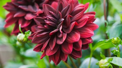 What to grow with dahlias – 5 suggestions for a beautiful and thriving display, including fragrant herbs and pollinator-friendly flowers