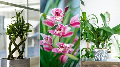 The best Japanese houseplants to create a zen, serene space in any room