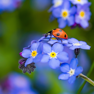 Nature's best pest-control will flock to your garden if you plant these 5 gorgeous flowering plants
