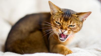 Vet identifies and explains 10 signs of aggression in cats