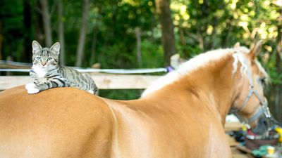 Mini pony ‘adopts’ cat alongside her new foal and the trio’s antics are caught on camera