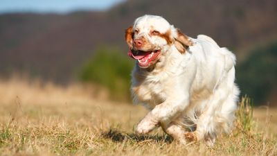 Clumber Spaniel: The gentle giant of the spaniel world