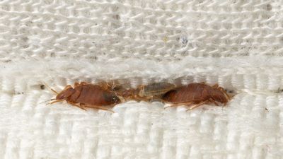 This city is the worst in the US for bed bugs — but with my top bed bug prevention tip you don't have to cancel your 4th of July getaway