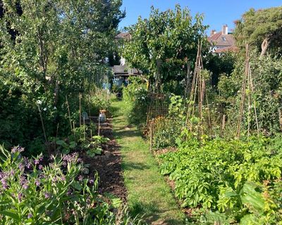 Country diary: Last spring feels a long time ago in the allotment