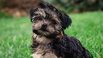 9 teacup dogs that stay tiny forever