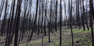 After the smoke clears, a wildfire’s legacy can haunt rivers for years, putting drinking water at risk