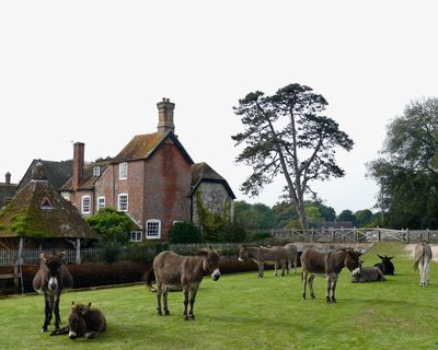 ‘They had a feast’: New Forest donkeys spark backlash after raiding new food waste bins