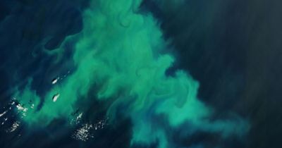 Natural phenomenon turns '100 miles of water' off Scottish coast jade green