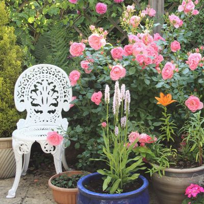 6 nostalgic plants to grow now that will transport you to another time, and unlock cherished memories