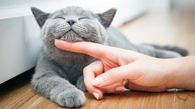 10 signs your cat is happy
