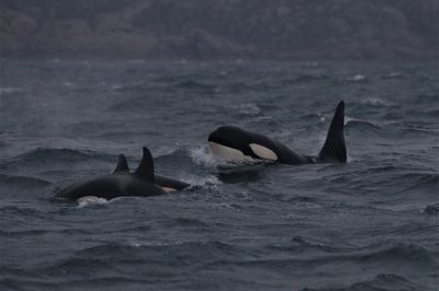 Orcas make seaweed tools to scratch each other’s backs, study suggests