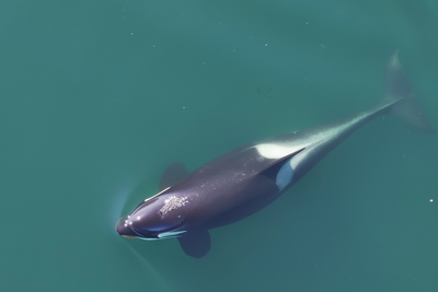 Killer whales seen using tools to exfoliate their skin