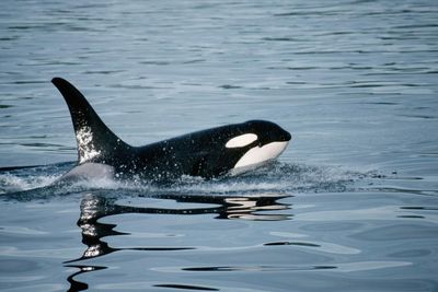 Killer whales seen grooming each other with kelp in first for marine tool use