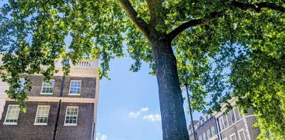 How to protect your favourite urban trees from increasing danger