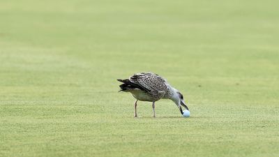 I Was Playing Golf Recently And A Bird Picked Up My Ball… What Should I Have Done?