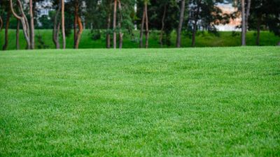 Worm casts are good for lawn health, but can be a nuisance – here’s the only way experts recommend dealing with them