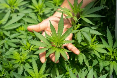 Texas THC Ban Fails as Greg Abbott Vetoes SB3; State Gov. Suggests Easier Regulations