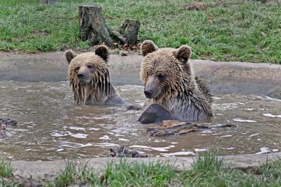 Two young bears eat week’s worth of honey during escape from park enclosure