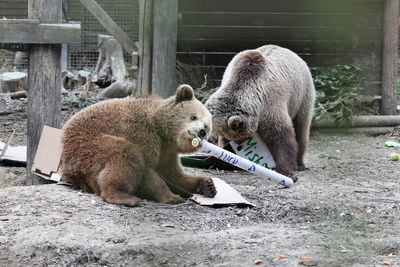 Bears escape enclosure at UK wildlife park and eat week’s worth of honey