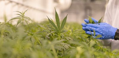 More women are using medical cannabis – but new research shows barriers push some into illegal markets