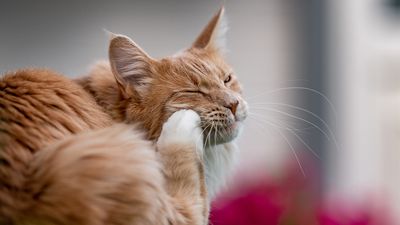Vet approves 6 ways to keep your pet and home flea-free this summer